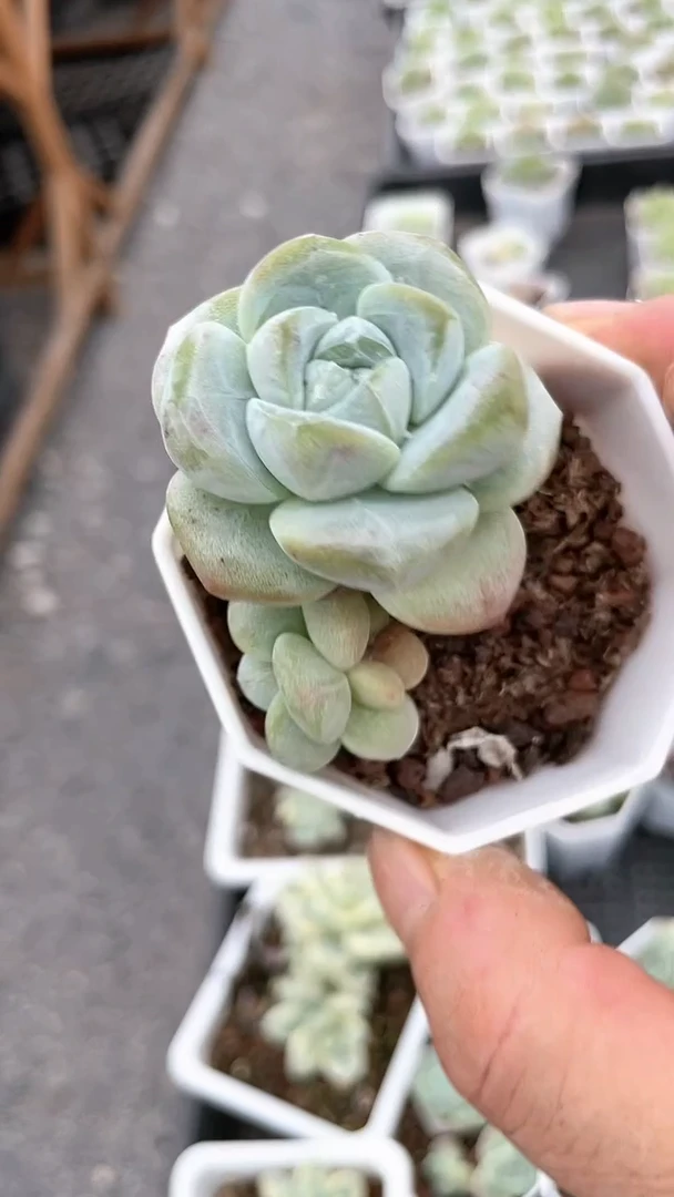 【闪购商品】八角杯琥珀冰玉双头起多肉