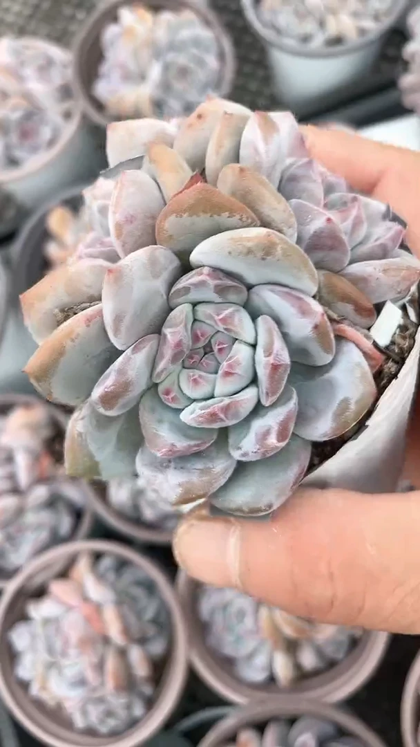 【闪购商品】90盆石榴籽星影三头多肉