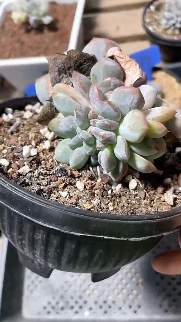 【闪购商品】668多肉