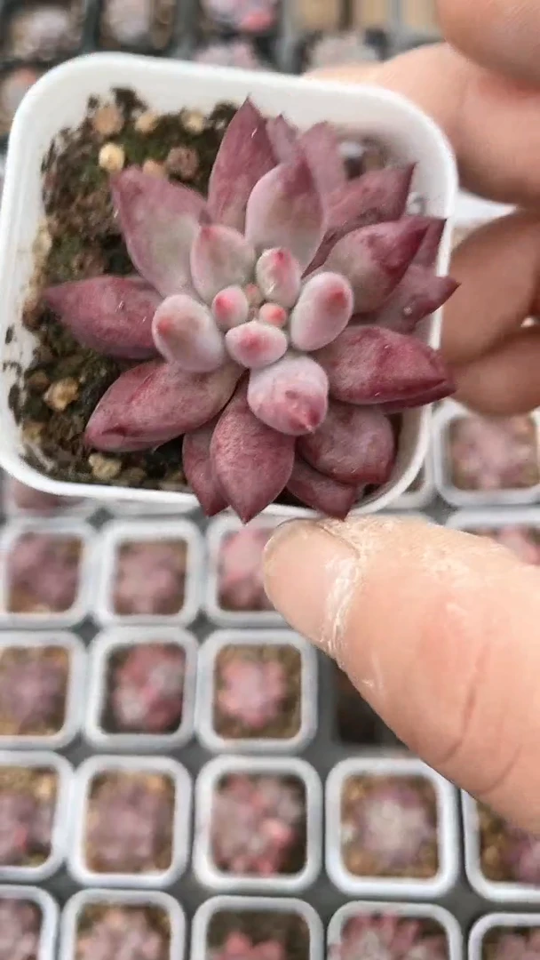 【闪购商品】五方车厘子单双多肉