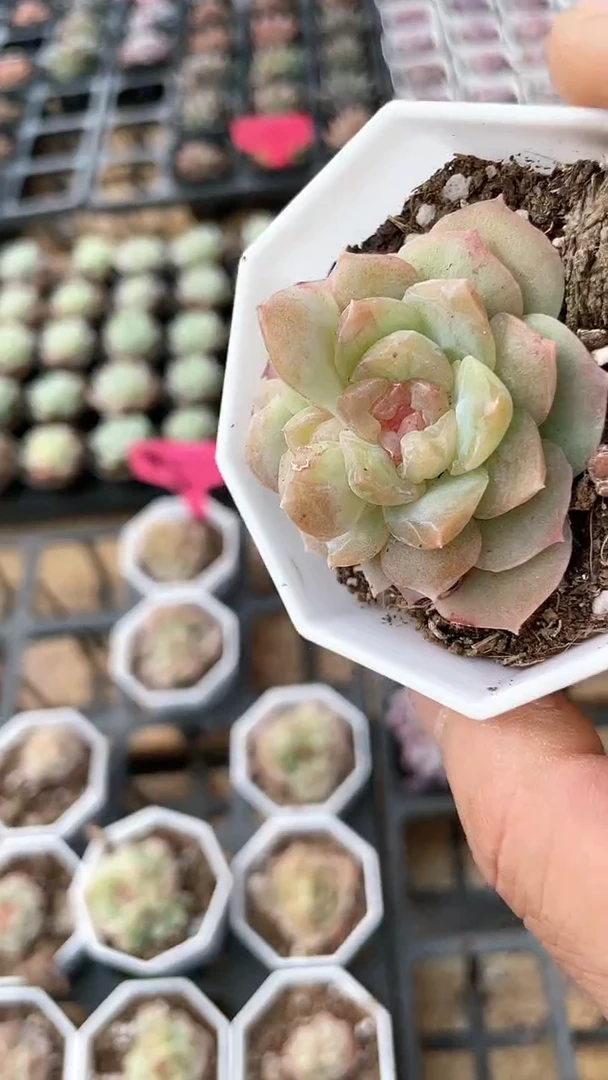 【闪购商品】八角杯梦幻泡影单双多肉