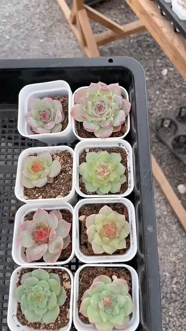 【闪购商品】606十颗多肉