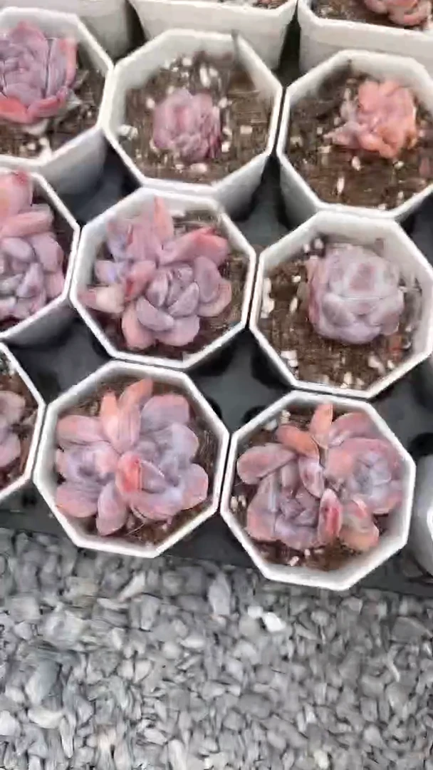 【闪购商品】820多肉