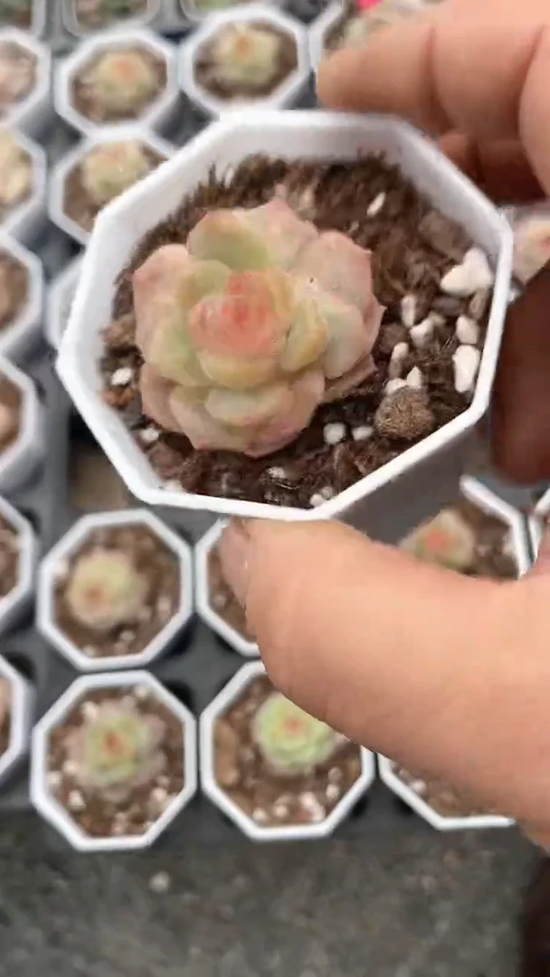 【闪购商品】八角杯梦幻泡影多肉