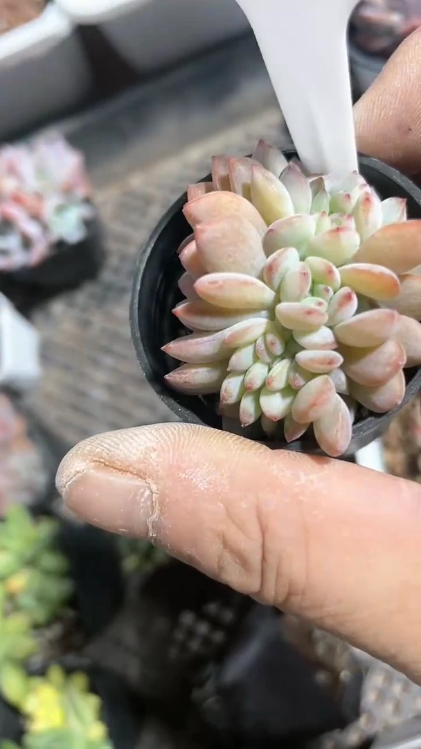 【闪购商品】福利一星影缀化多肉多肉