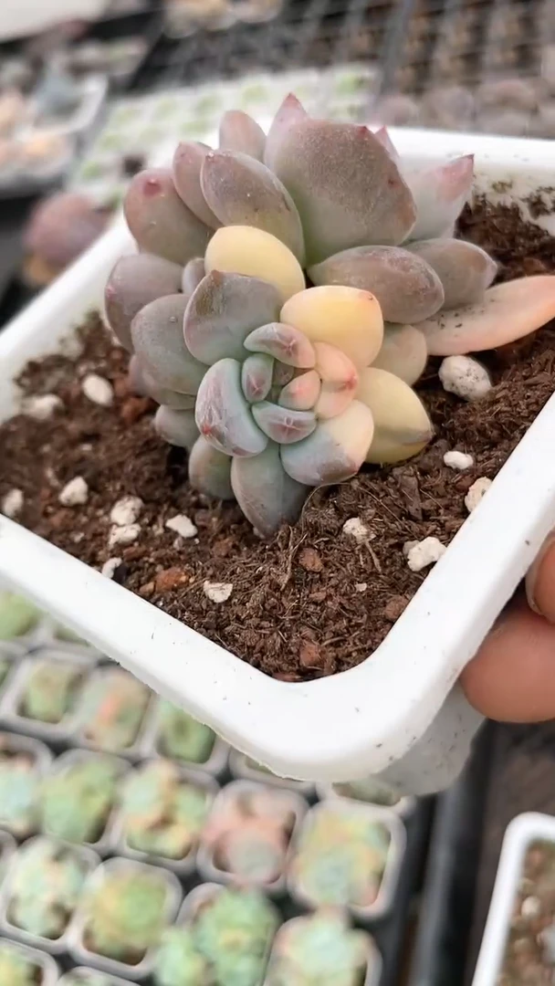 【闪购商品】515多肉