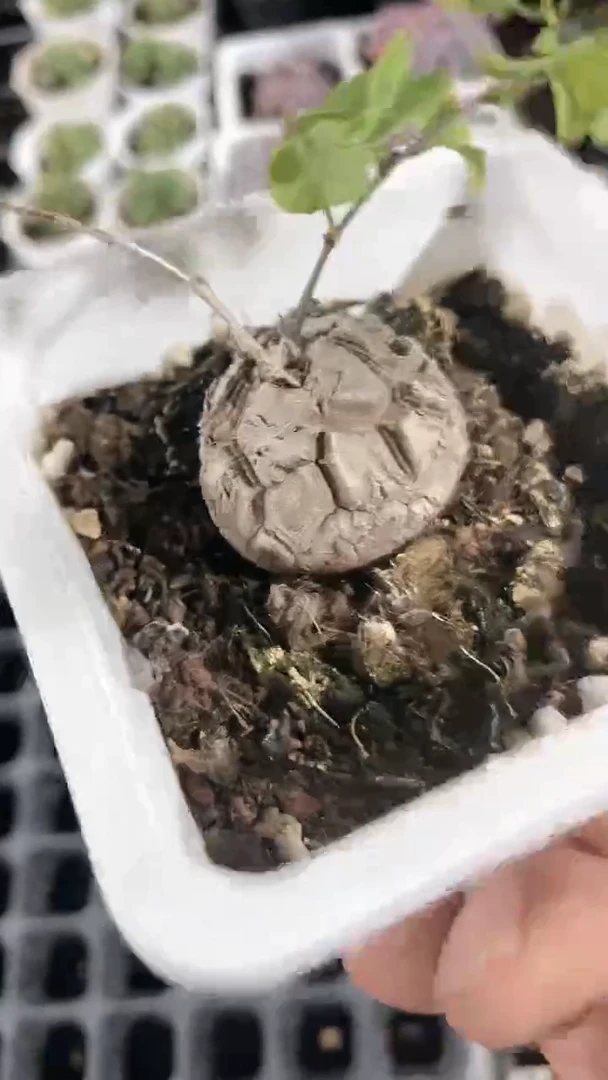 【闪购商品】龟甲龙多肉一颗