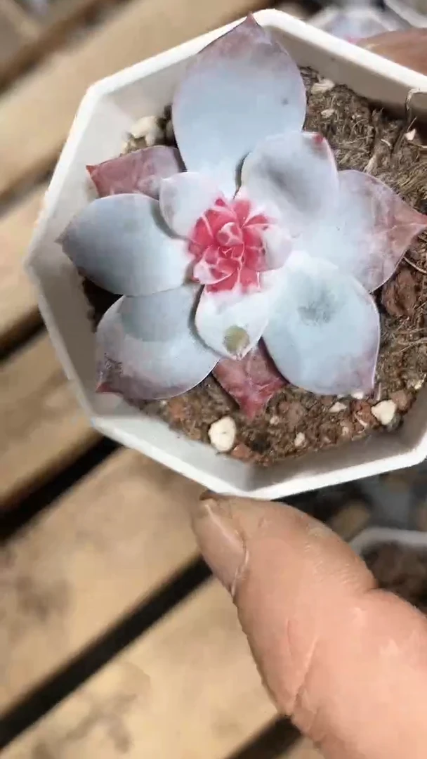 【闪购商品】八角杯糖心雪天使多肉