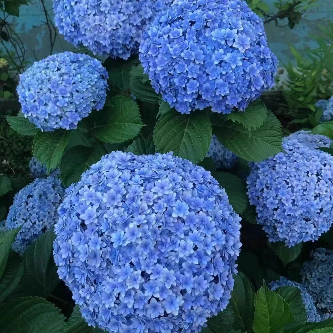 绣球花盆栽无尽夏绣球八仙花苗地栽庭院大苗四季耐寒花卉