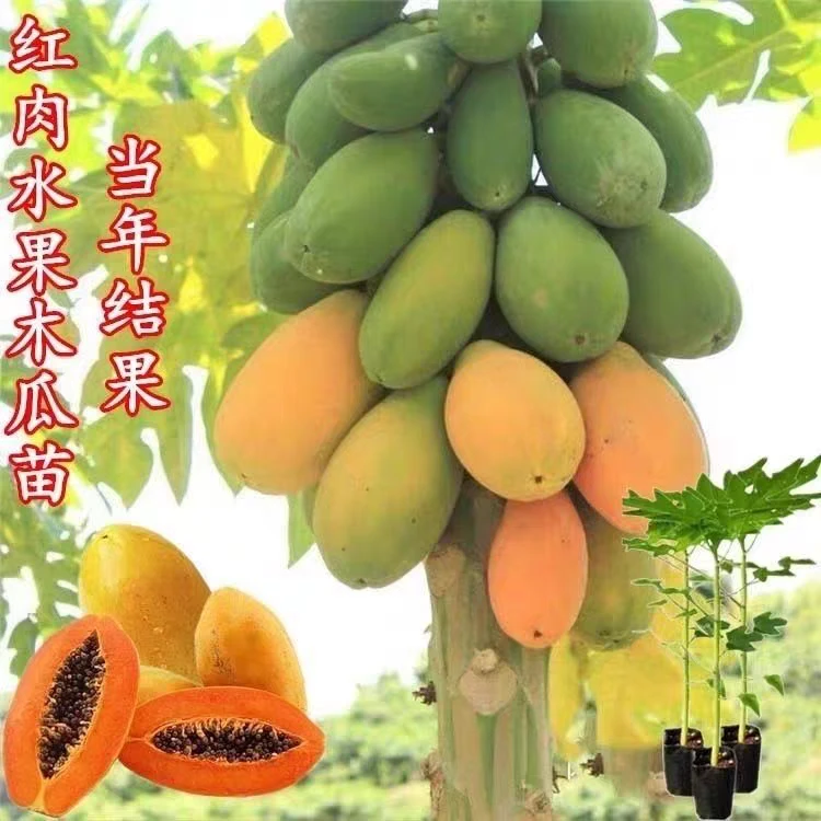 四季木瓜果树果苗冰糖红心水果木瓜特大苗果树庭院南北方种植盆栽