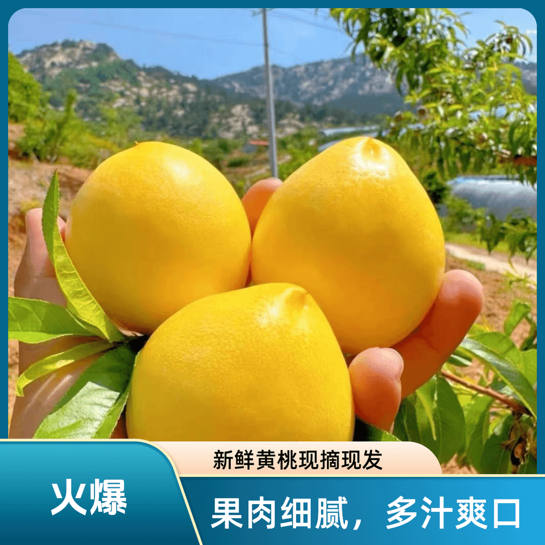 【黄金油桃】蒙阴蜜桃产地顺丰直发蜜桃之乡现摘现发新鲜应季水果