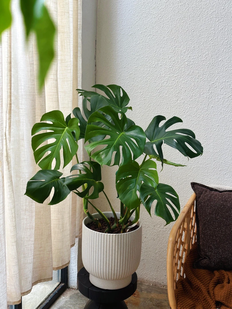 老苗龟背竹盆栽 基地直发 一物一拍(图片仅供参考)