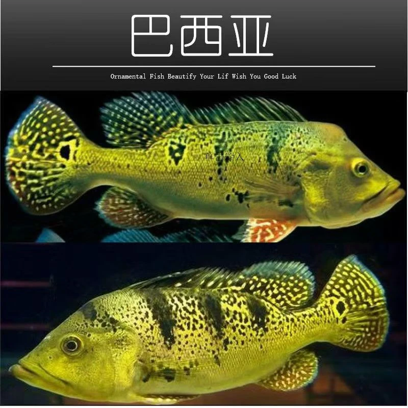 巴西亚鱼活体帝王鱼