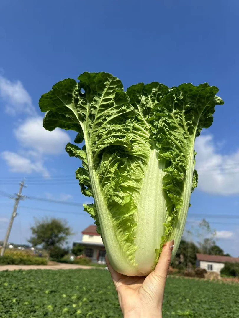 高山精绿毛白菜农户种植，新鲜发货