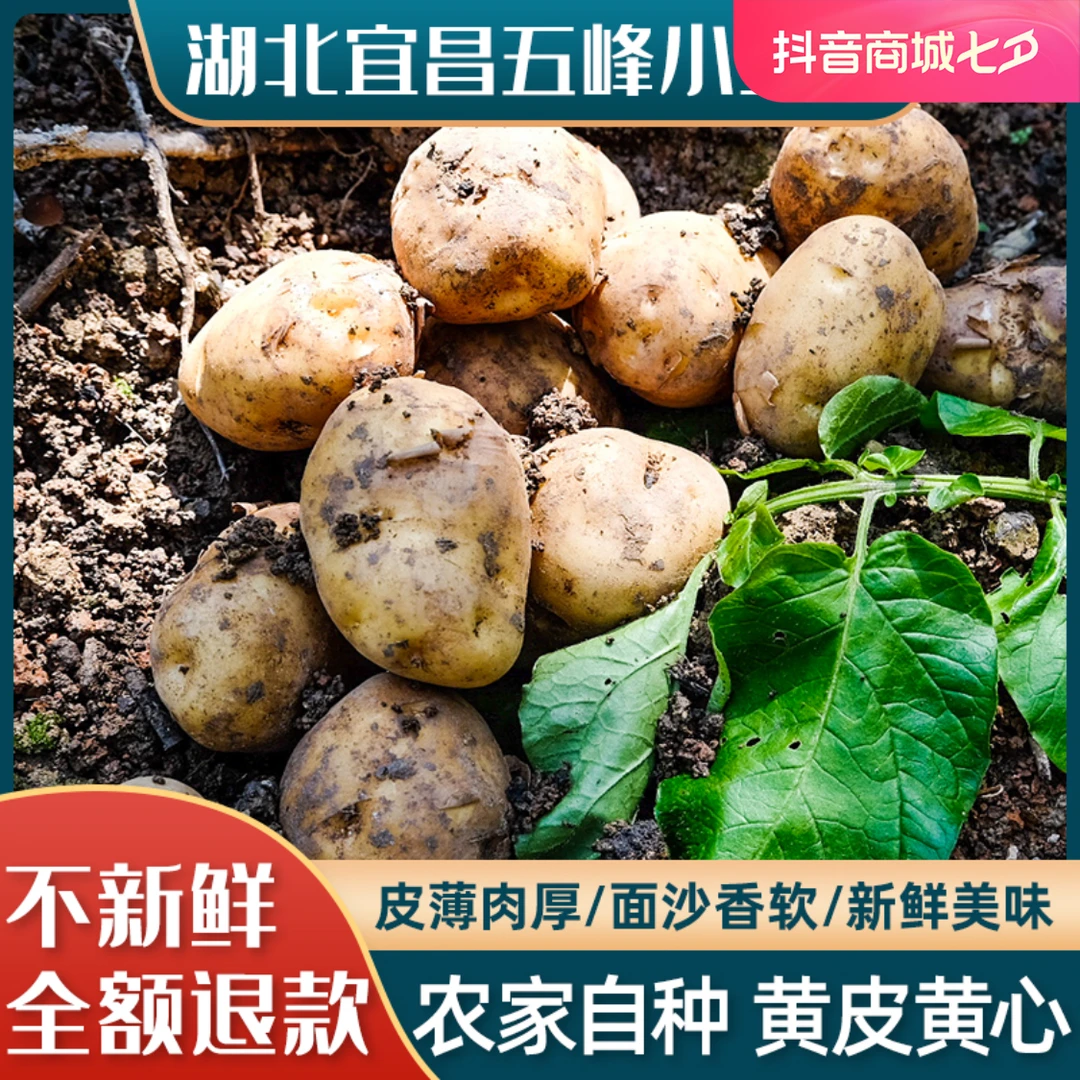 七五峰马尔科黄心土豆洋芋三斤