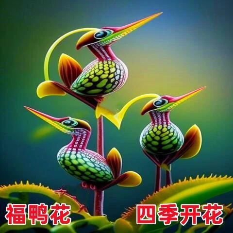 秋季花卉福鸭花室内花卉绿植盆栽四季开花室外地栽耐寒庭院室外花