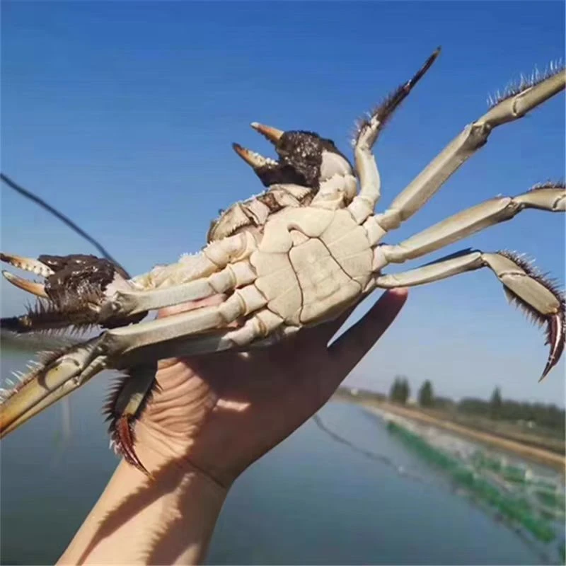 【活蟹现发】鲜活河蟹 全公蟹1.8—2两 14-16只左右