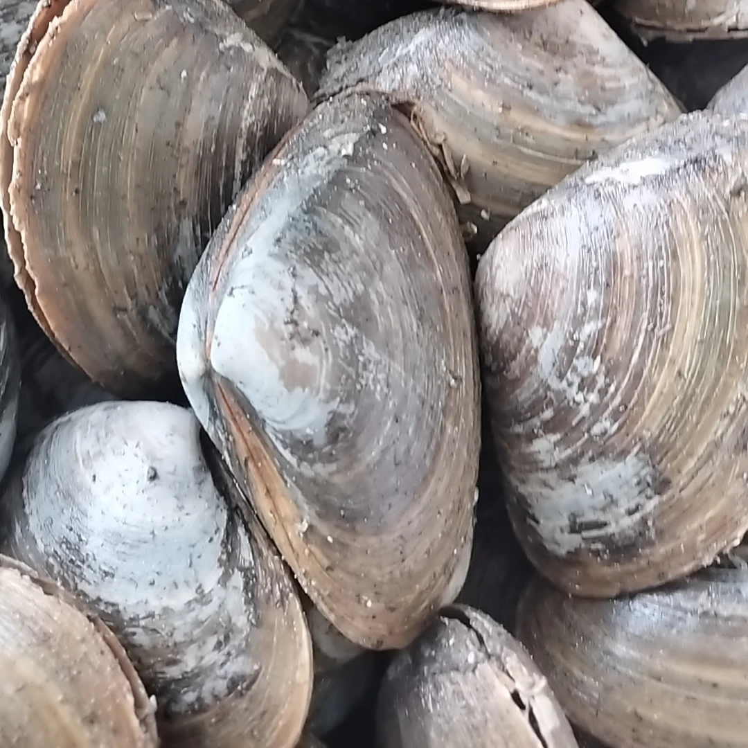 东港特产（马贝）1份4斤因运输有开口，碎壳正常（有沙）介意慎拍