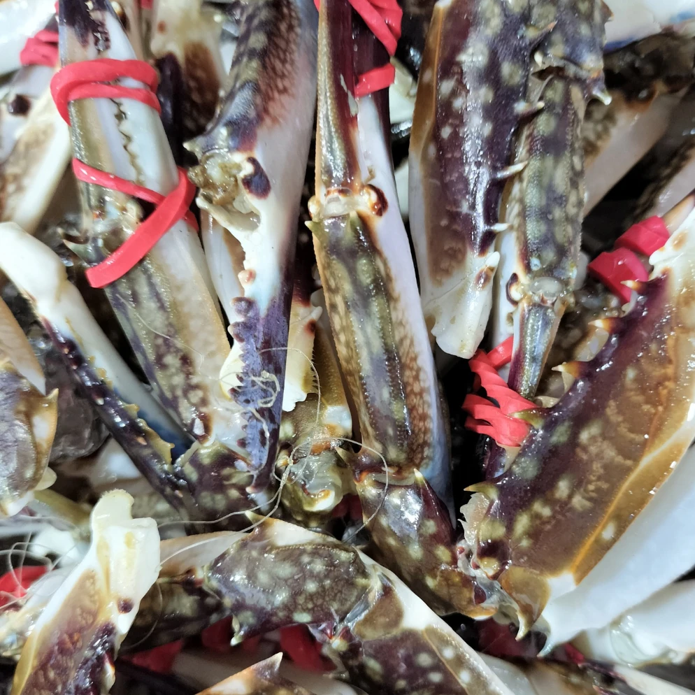 （鲜）蟹钳子1份3斤【保鲜不保活】单只不到0.1两左右嫌小勿拍