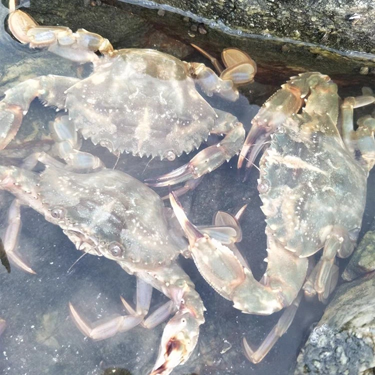 小公母4斤花盖蟹0.5-1.2两左右/只【保鲜不保活】嫌小缺腿怕冻勿拍