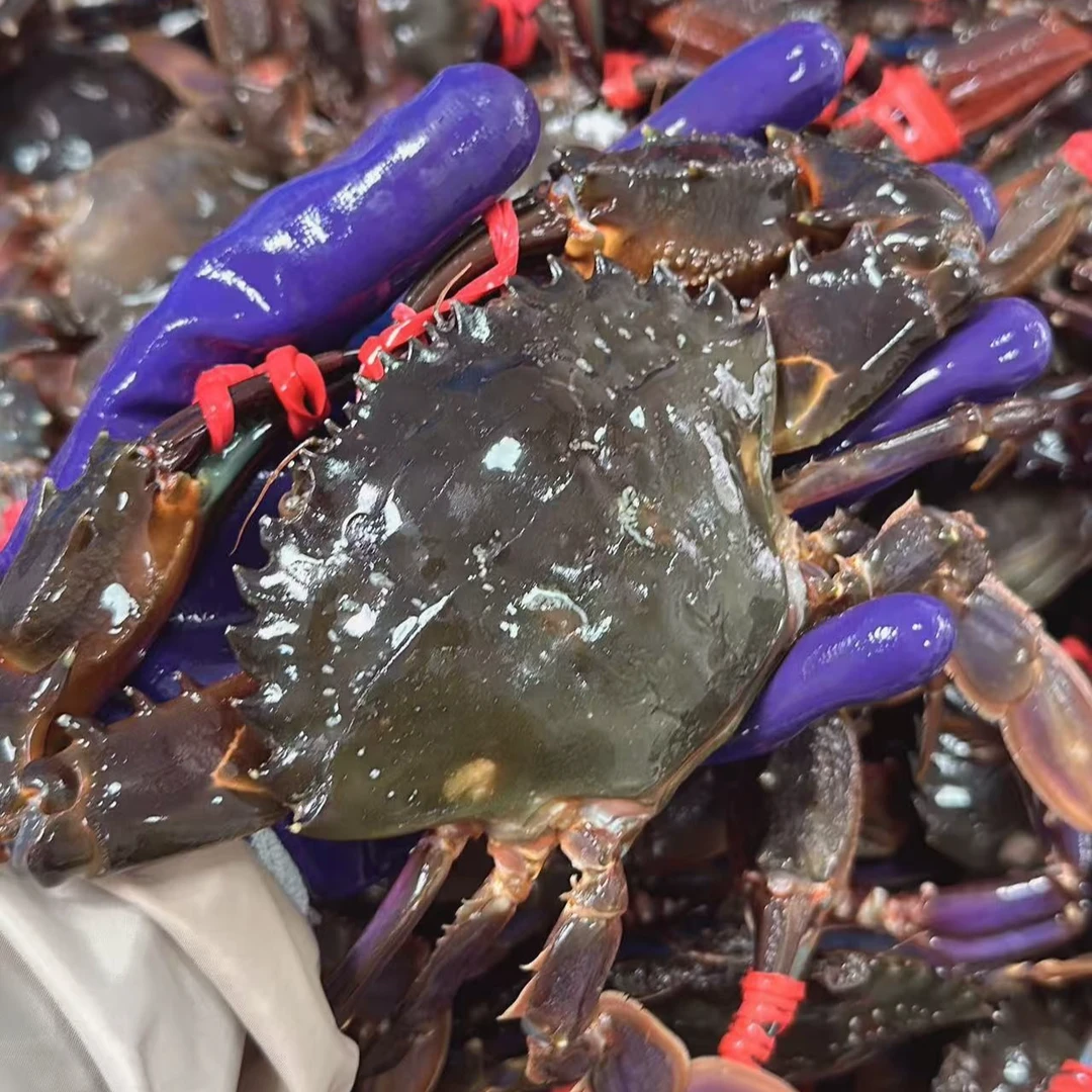 【保鲜不保活】特大赤甲红2斤缺腿正常嫌小勿拍2.5-3.3两左右/只