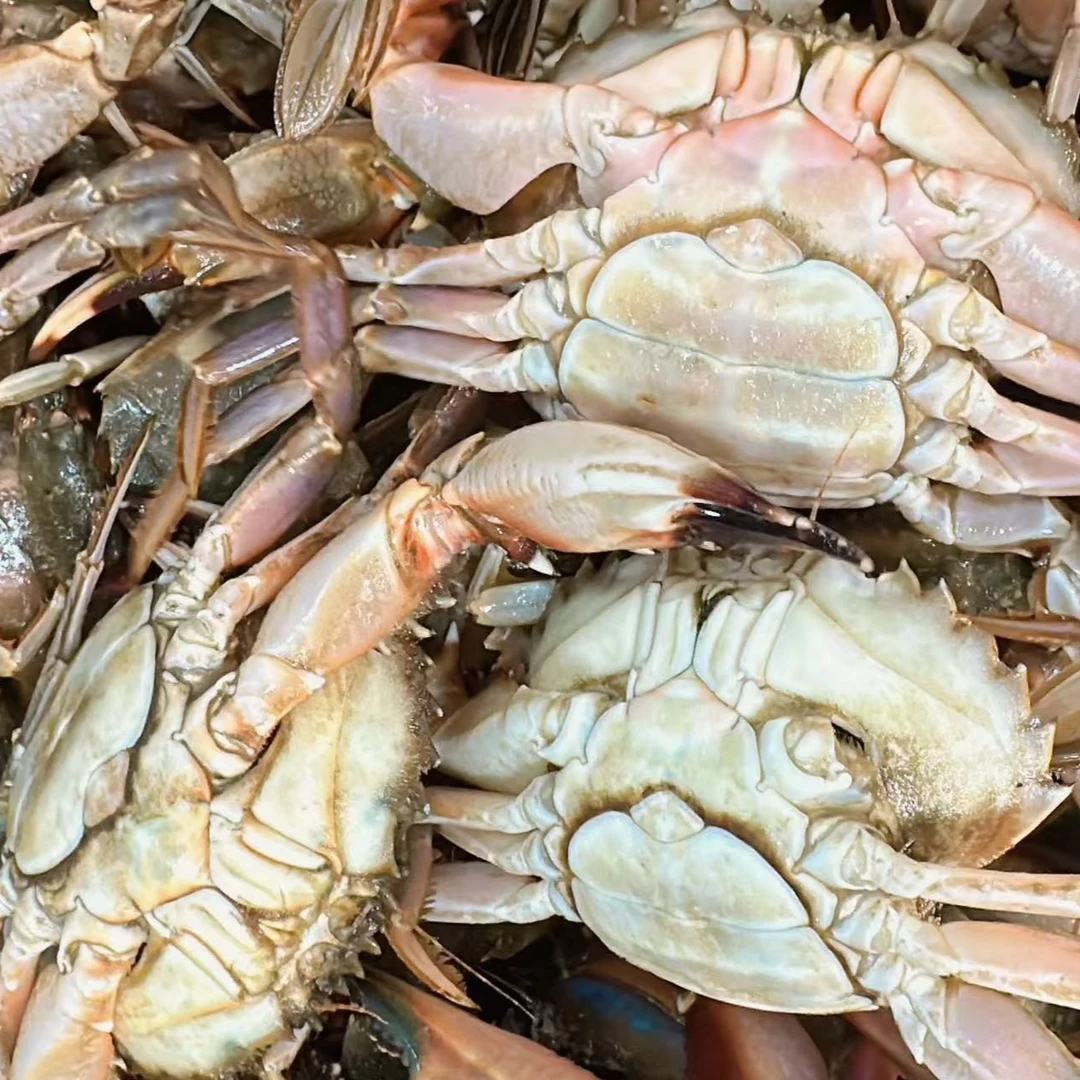 【小】母花盖3斤【保鲜不保活】缺腿正常介意勿拍单只不到0.1两