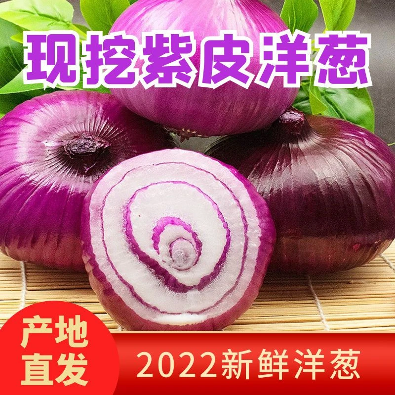 10斤现挖洋葱皮薄新鲜精选紫皮圆葱生吃洋葱农家天然清脆自种发货