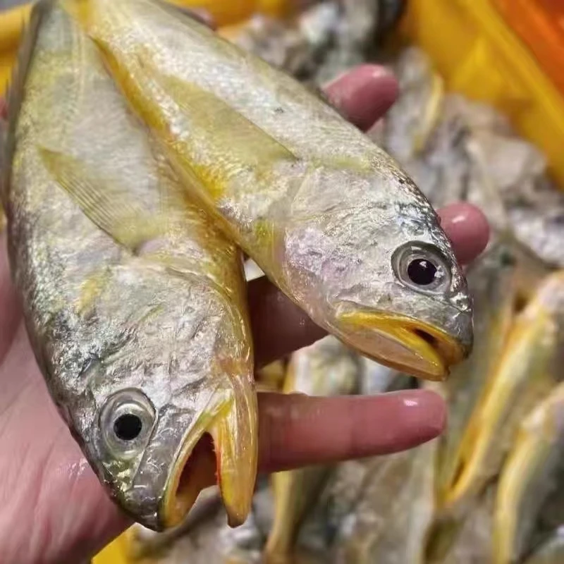 （8）野生海捕小黄花鱼4斤（1斤8-9条左右） 鲜鱼速冻锁鲜发货