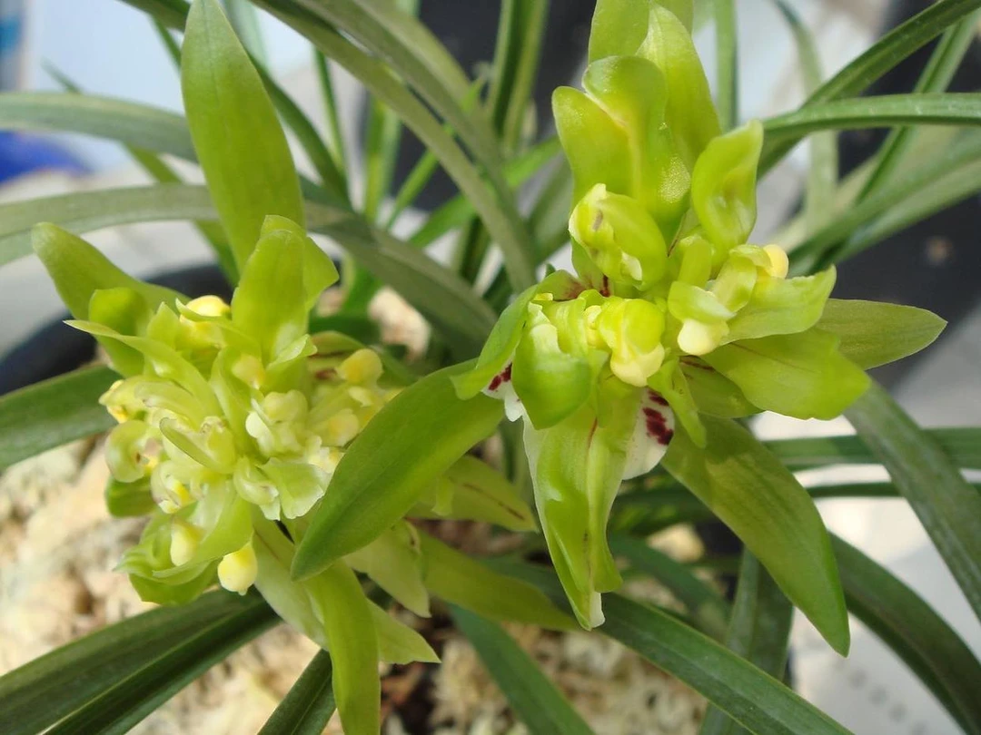 春兰奇花余蝴蝶兰花