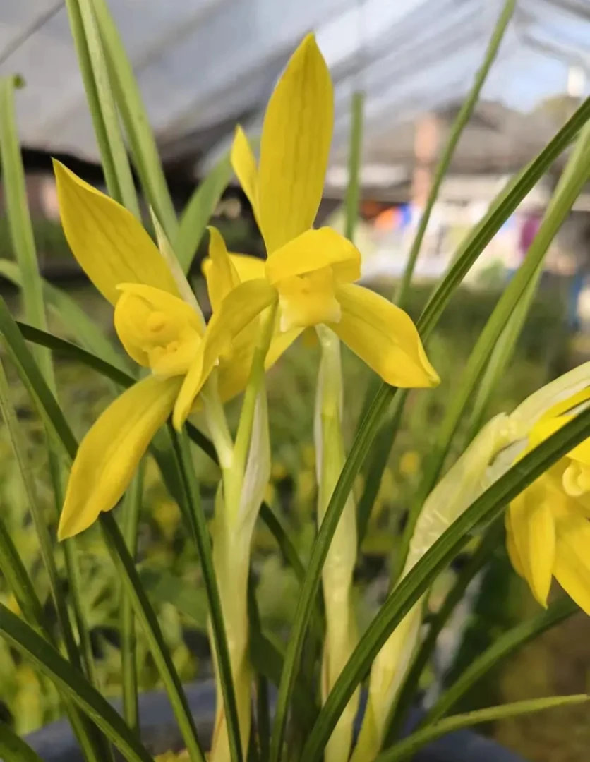 春兰铭品金碧辉煌浓香原盆发货