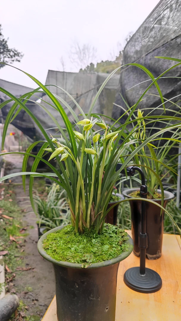 春剑铭品龙门素兰花
