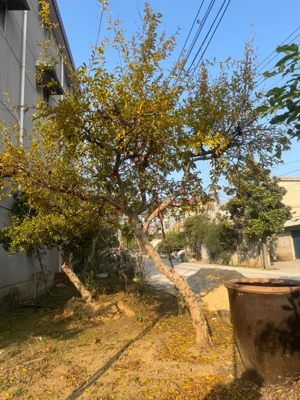 精品景观园林观赏苗木