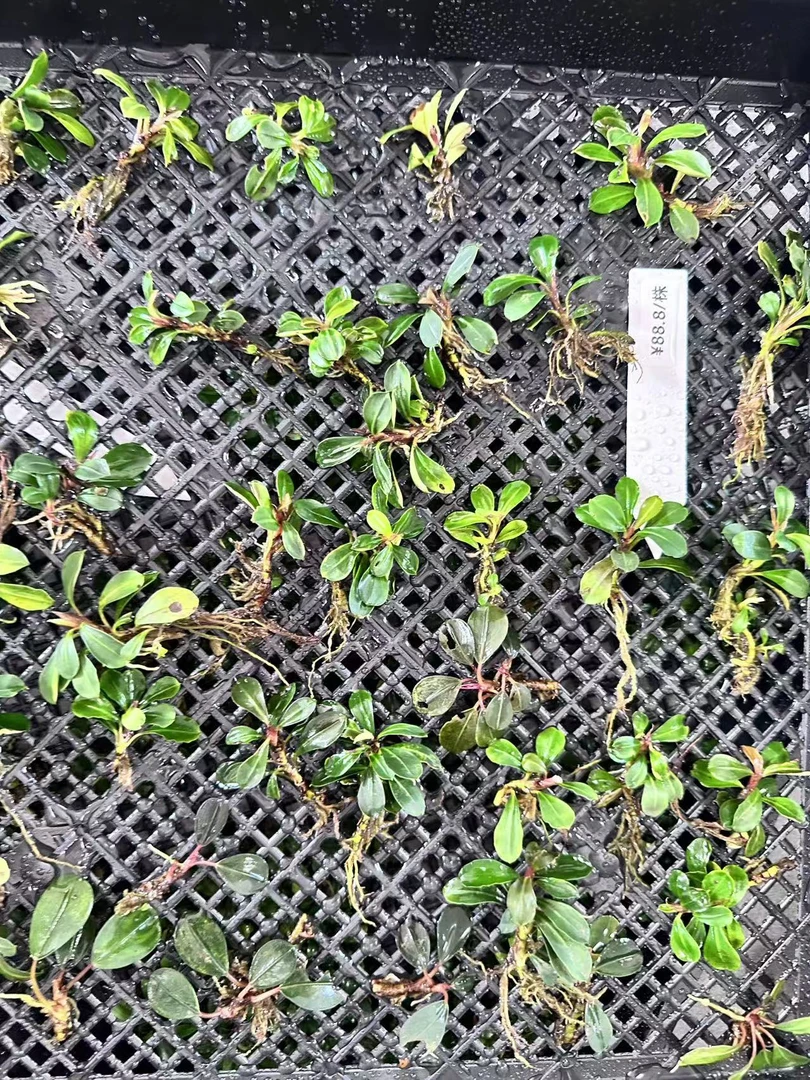 【1号】野株 辣椒榕水草 高端稀有野株
