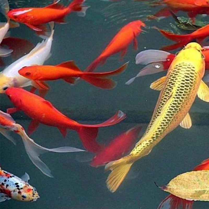 锦鲤观赏鱼红白大正【不包邮】
