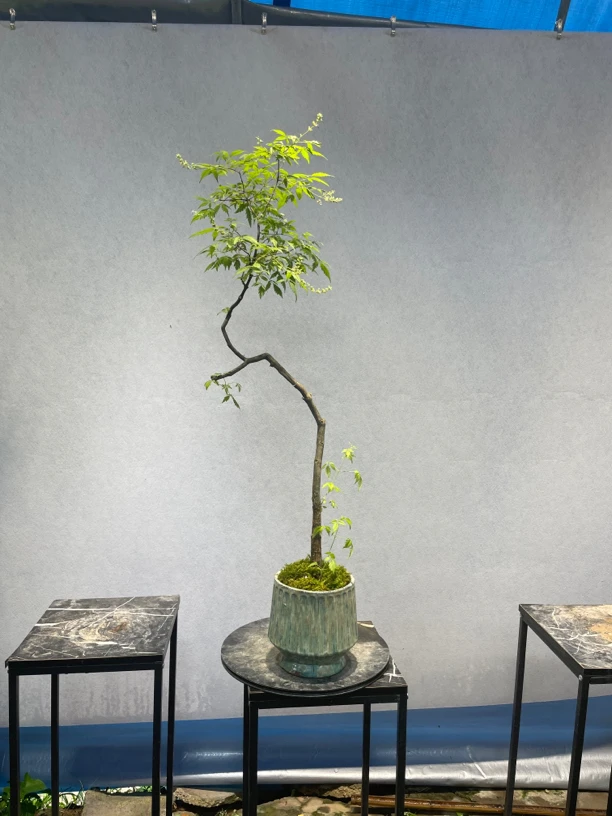3号黄荆精品飘枝老桩一物一拍好养皮实耐寒耐热意境盆景