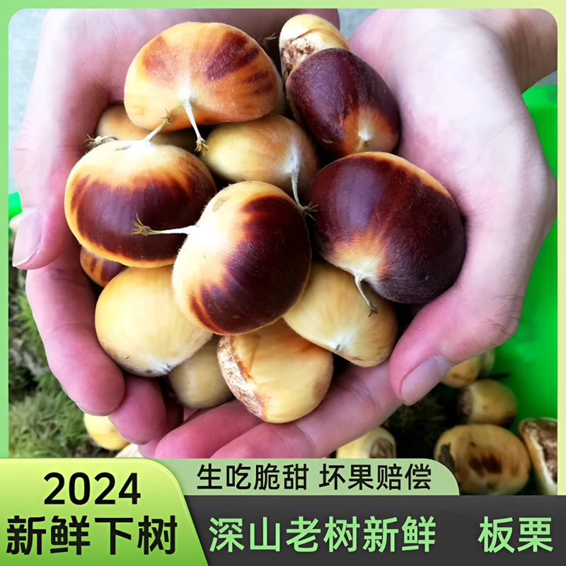 【涛总裁助农】2024板栗新鲜信阳采摘栗子生栗子原生态顺丰包邮