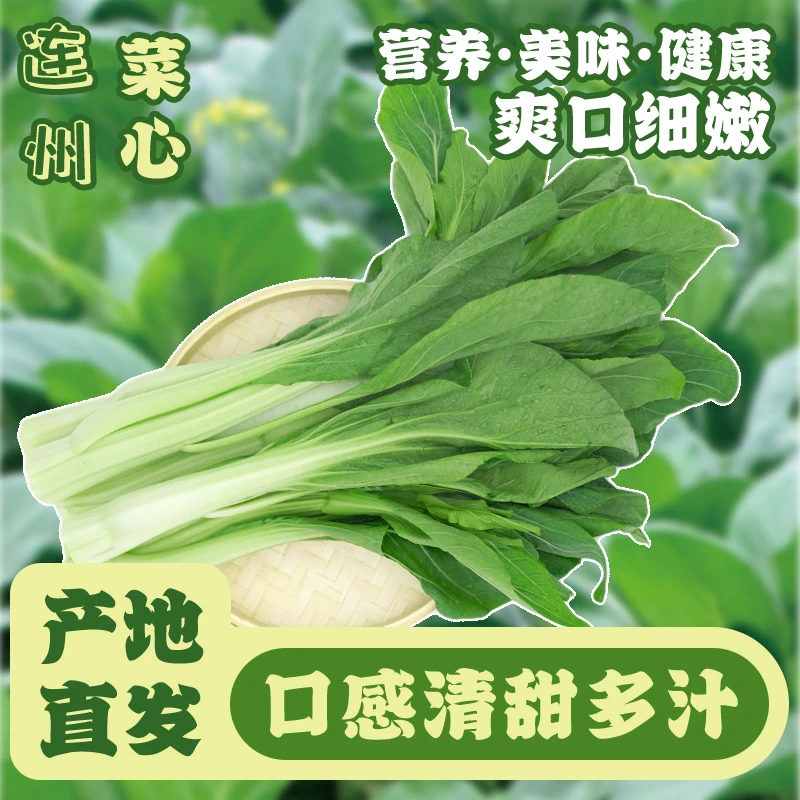 【正宗广东连州菜心】叹鸡广东连州菜心5斤新鲜现摘清甜爽口达人