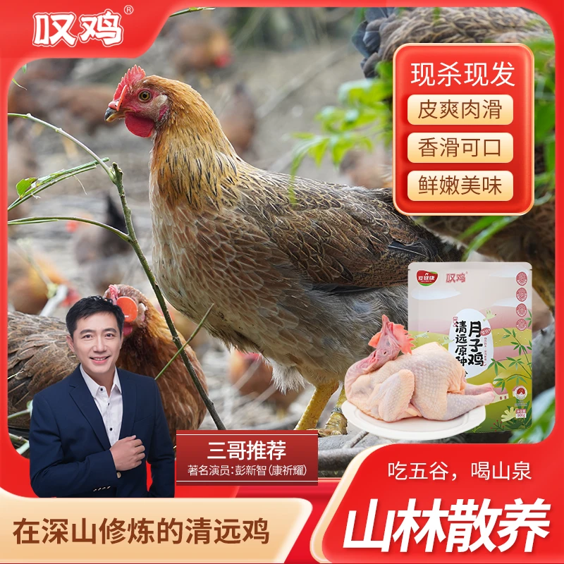 【两只月子鸡】1.8斤叹鸡广东清远鸡甄选山林散养谷物饲养煲汤新鲜