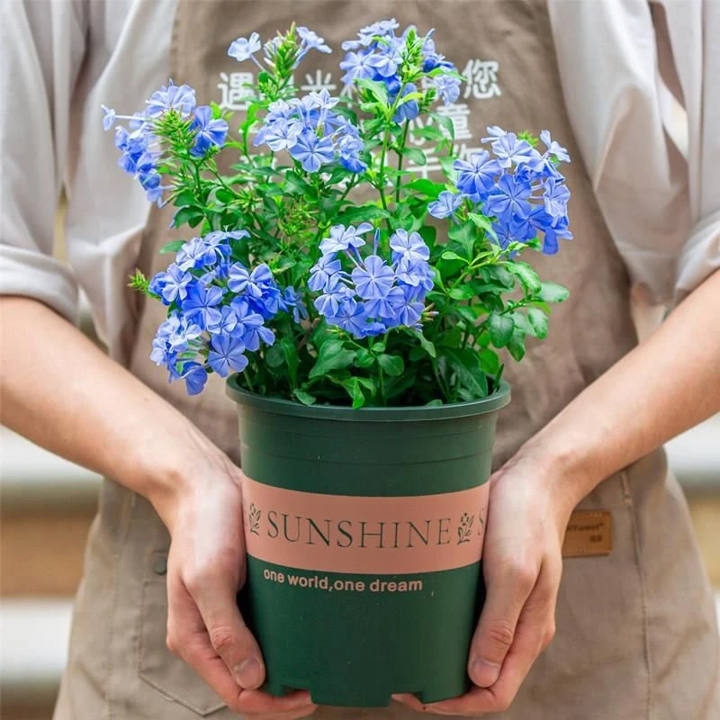 蓝雪花提篮高度长花期耐养花期长开花朵爆盆厉害特别美云南昆明