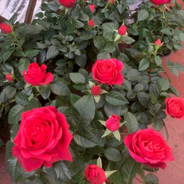 红丝绒盆栽懒人花卉室内室外好养易存活云南昆明基地直发好闻好看