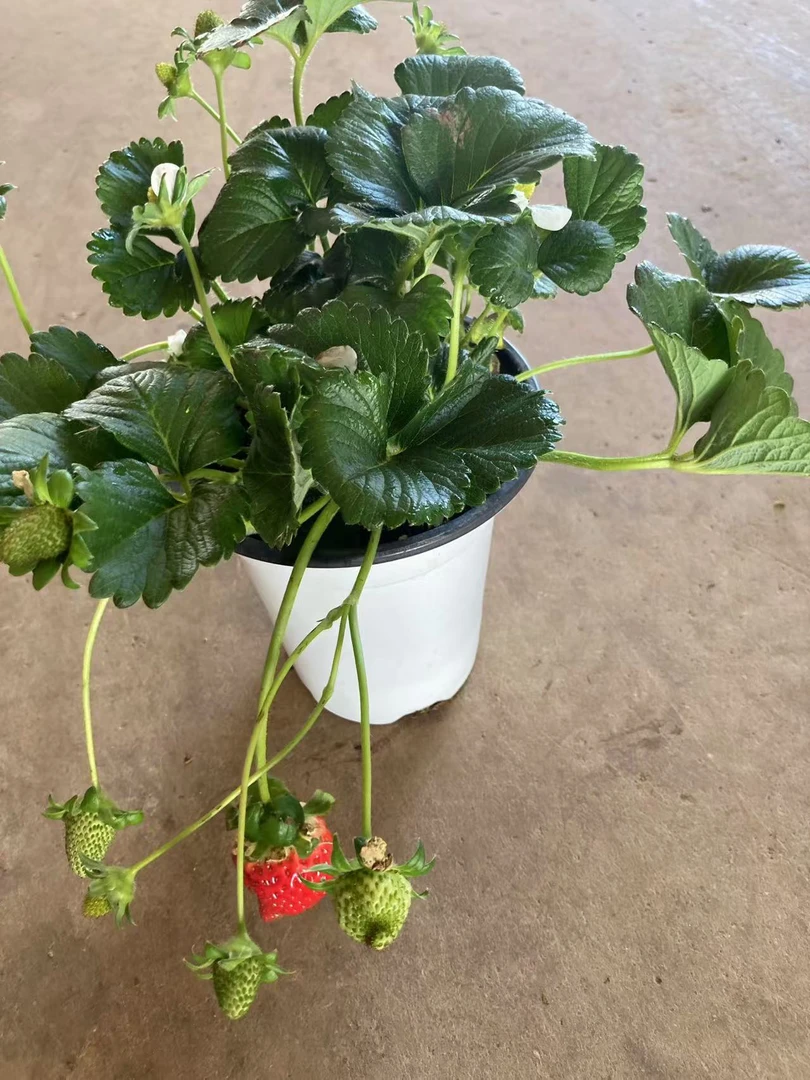 奶油草莓云南昆明盆栽萌萌的果子