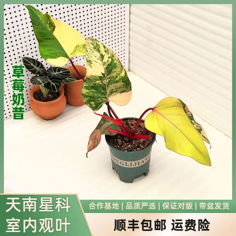 草莓奶昔蔓绿绒，颜值高的小贵货室内观叶植物四季常绿热植系列
