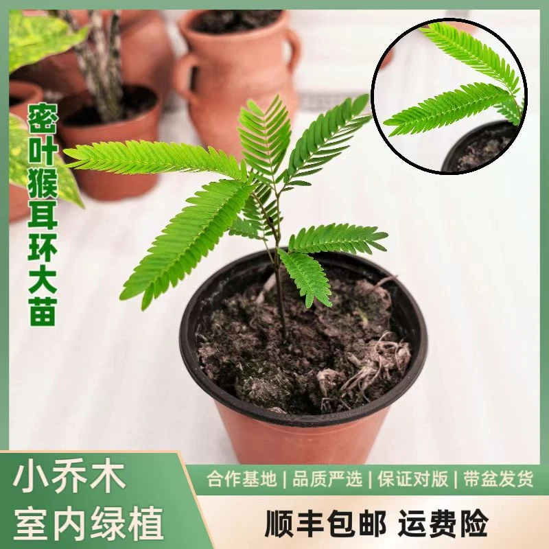 大密叶猴耳环,耐阴绿植。耐阴养护不可见直射光四季常绿