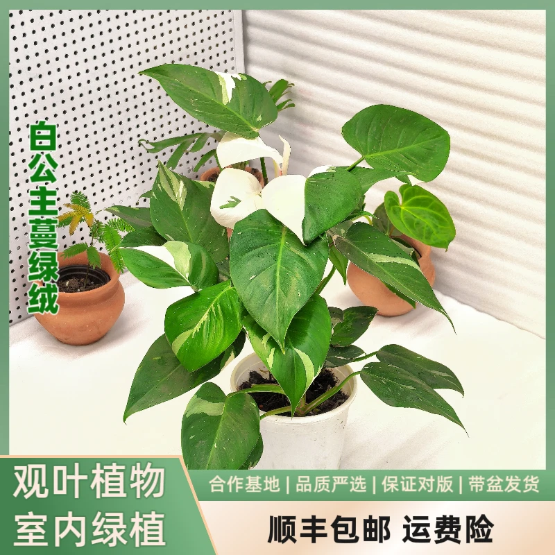 白公主蔓绿绒(bgzfj田园里)室内观叶植物净化空气四季常绿
