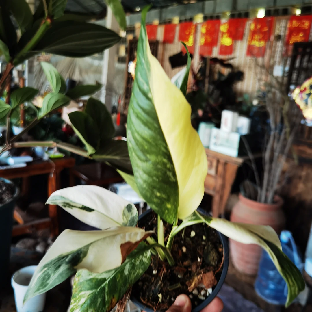 来客龟背竹锦（青州田园里园艺场）