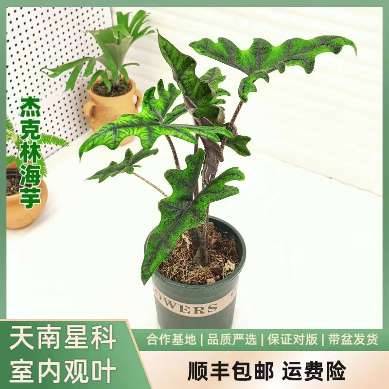 大盆一加仑杰克林海芋室内阳台观叶植物四季常绿净化空气