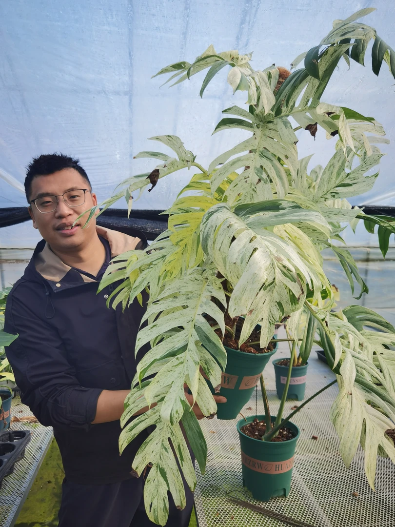 薄荷锦麒麟尾锦化植物室内绿植吸收甲醛好看好养