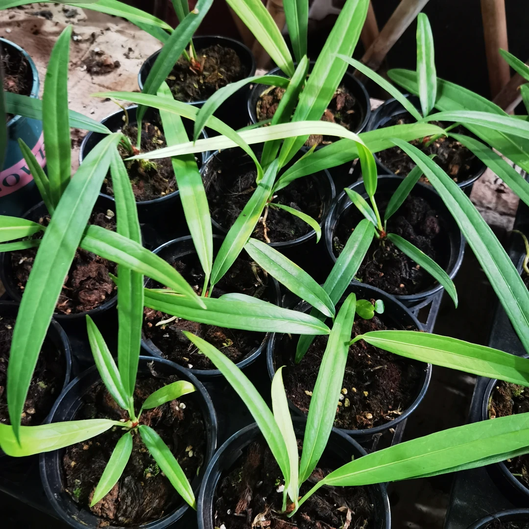 （上板）维塔领带花烛（青州田园里）