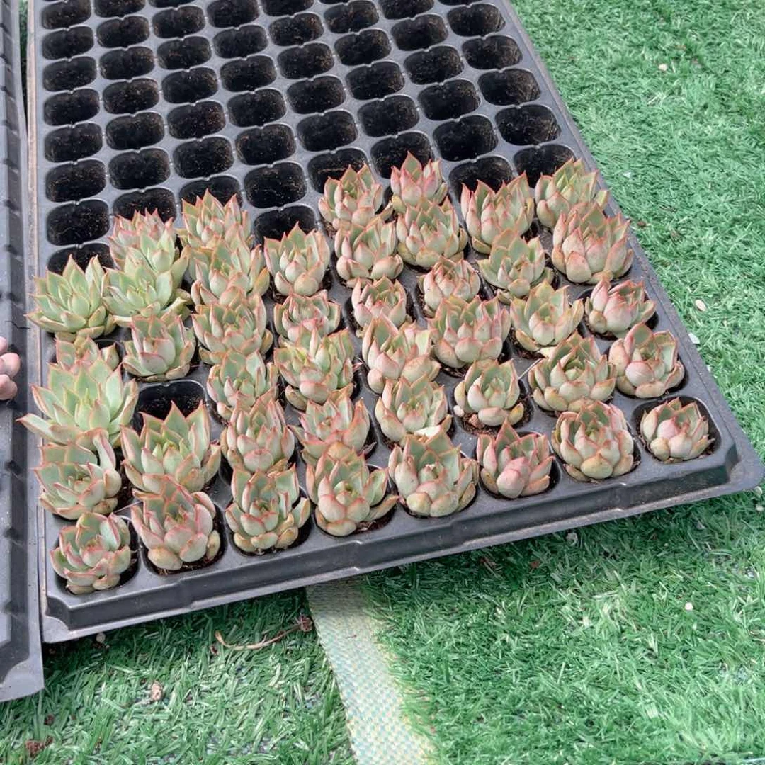 【1宝莲灯穴盘3个】20包邮