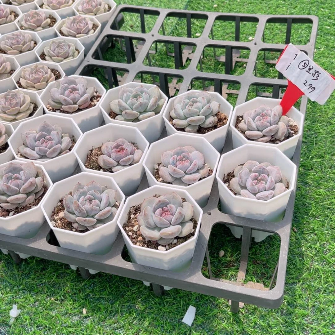 【5星影多肉】20包邮